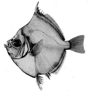 Antigonia capros_claves